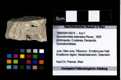 Foto (Objekt + Etikett) von Goniodromites bidentatus (Reuss, 1859)  (NHMW-GEO-1990-0041-0074)